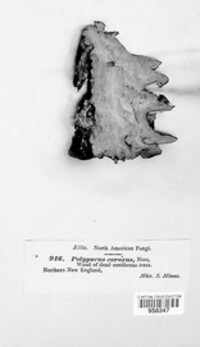 Polyporus carneus image